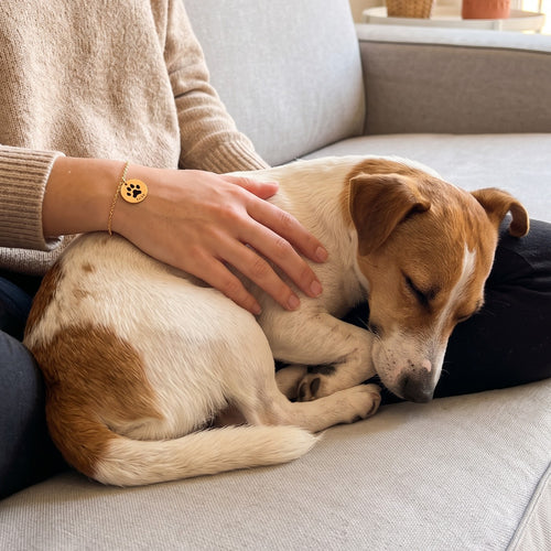 Pulsera con la huella de su perro en la muñeca, con un Jack Russell dormido en el regazo